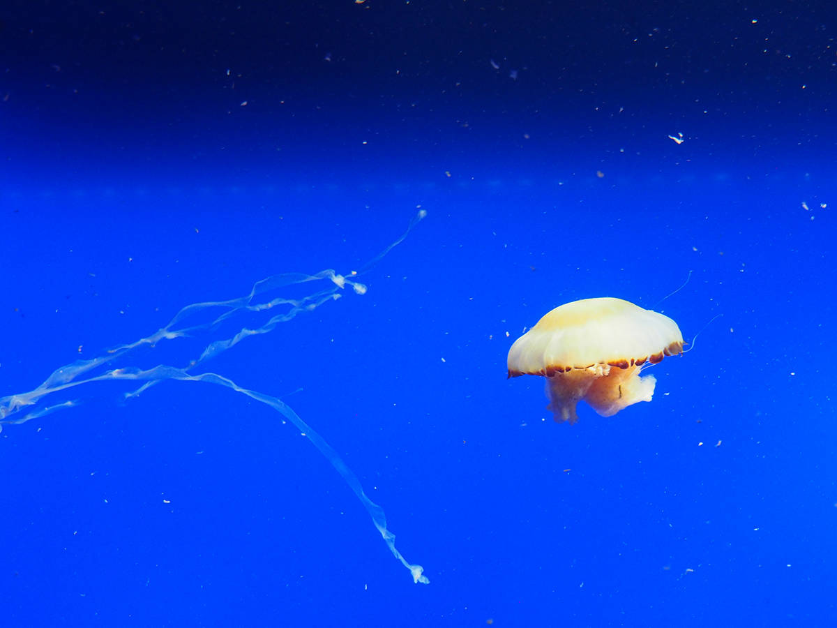 Jelly Fish | Yvanne Teo